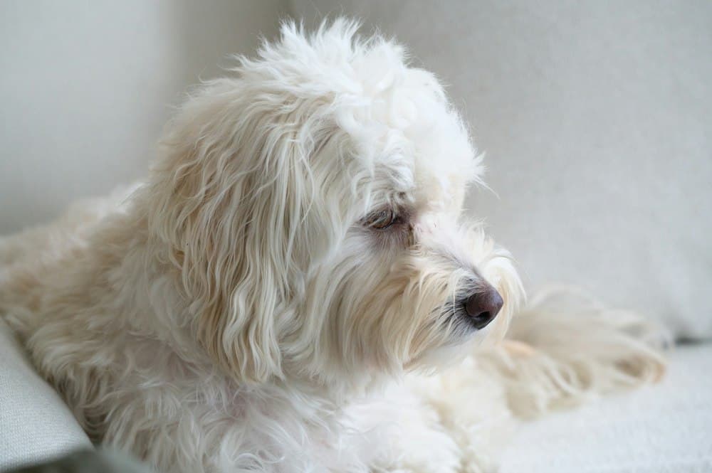 A small white fluffy dog resting peacefully