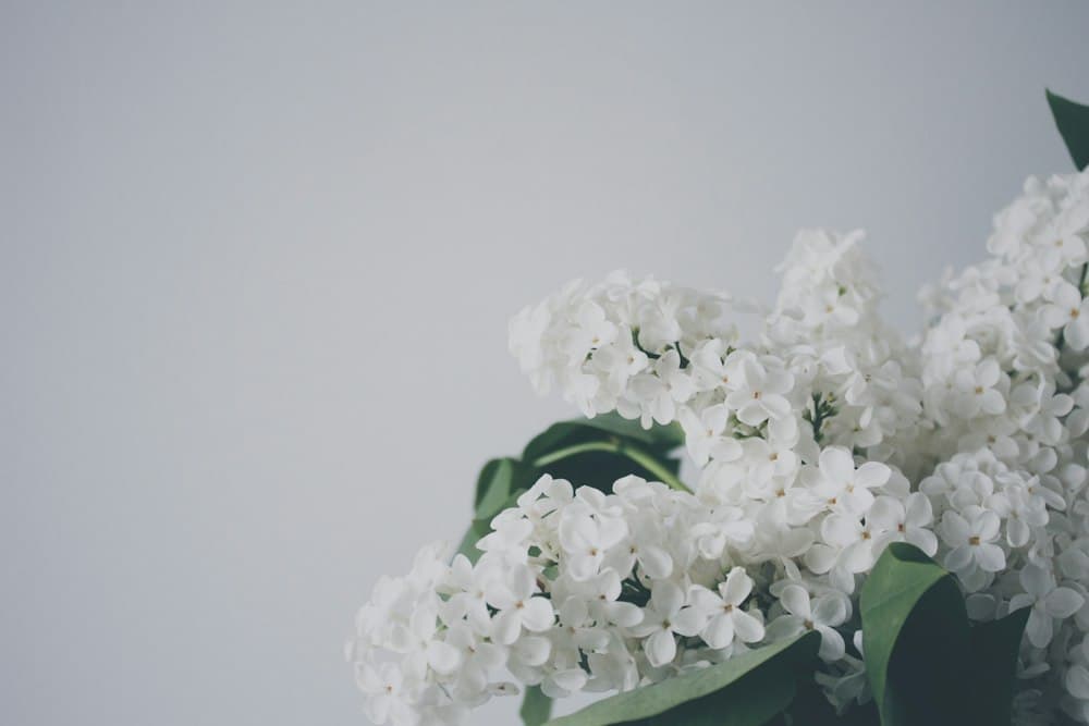 White flowers against a soft gray background